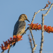 Gila Woodpecker-11