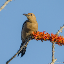 Gila Woodpecker-13