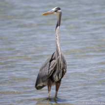 Great Blue Heron-02