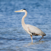 Great Blue Heron-06