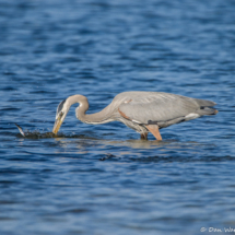 Great Blue Heron Fishing-01