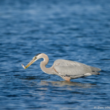 Great Blue Heron Fishing-02