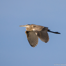 Great Blue Heron in Flight-01