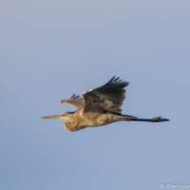 Great Blue Heron in Flight-02