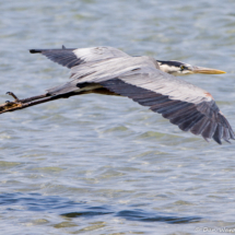 Great Blue Heron in Flight-05