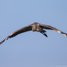 Great Blue Heron in Flight-06