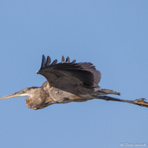 Great Blue Heron in Flight-07