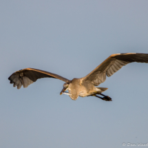 Great Blue Heron in Flight with Fish-01