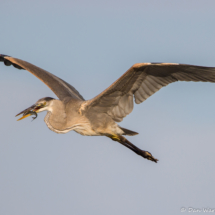 Great Blue Heron in Flight with Fish-02