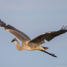 Great Blue Heron in Flight with Fish-03