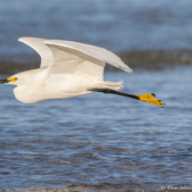 Great Egret in Flight-04