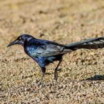Great-tailed Grackle-Male-01