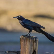 Great-tailed Grackle-Male-03