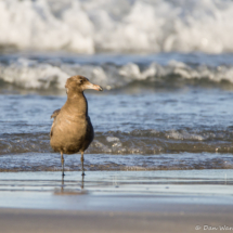 Heerman's Gull