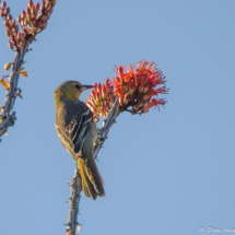 Hooded Oriole-Female-01