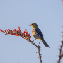 Hooded Oriole-Female-02