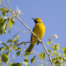 Hooded Oriole-Immature Male-01