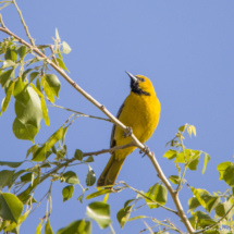 Hooded Oriole-Immature Male-02