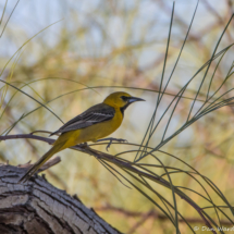 Hooded Oriole-Immature Male-03