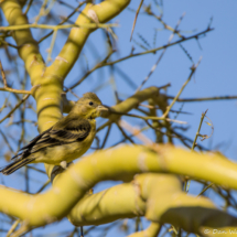 Lesser Goldfinch-Female-01