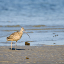 Long-Billed Curlew-02