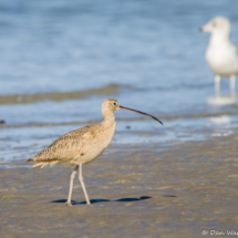 Long-billed Curlew-01