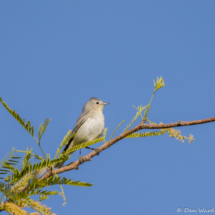 Lucy's Warbler-01