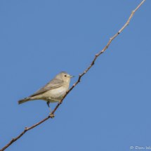 Lucy's Warbler-02