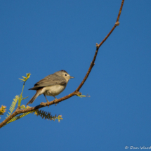 Lucy's Warbler-Male-02
