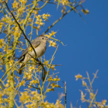 Lucy's Warbler-Male-04