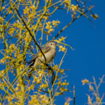 Lucy's Warbler-Male-05