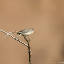 Lucy's Warbler-Male-11