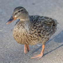 Mallard Duck-Female-01