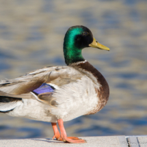 Mallard Duck-Male-01