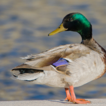 Mallard Duck-Male-02