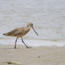 Marbled Godwit-01