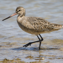 Marbled Godwit-02