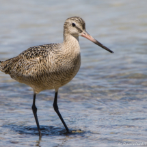 Marbled Godwit-03