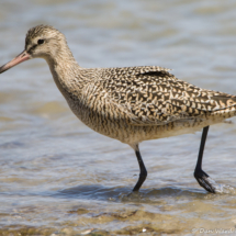 Marbled Godwit-04