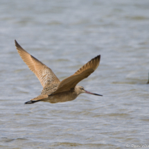 Marbled Godwit in Flight-01