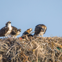 Nest Full of Ospreys-02