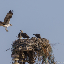 Nest Full of Ospreys-04