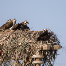 Nest Full of Ospreys-5 of Them!-03