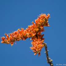 Ocotillo Flower-01