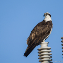 Osprey-03