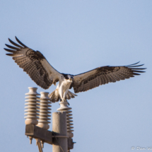 Osprey-04