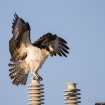 Osprey-05
