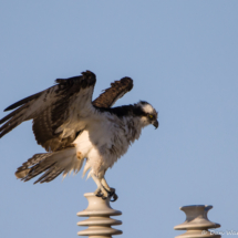 Osprey-06