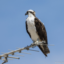 Osprey-11