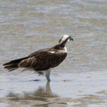 Osprey-12